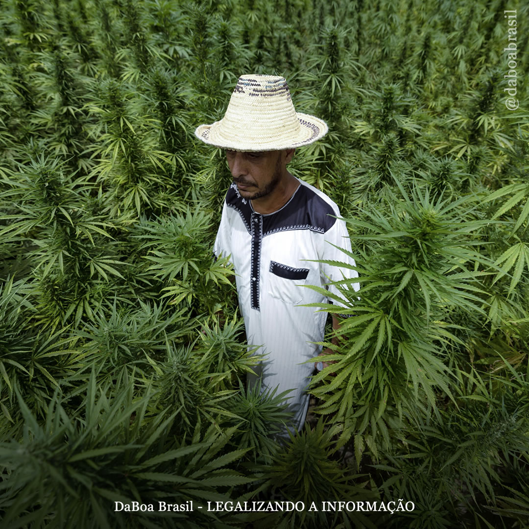 Marrocos perdoa quase 5 mil pessoas condenadas por cultivo de maconha