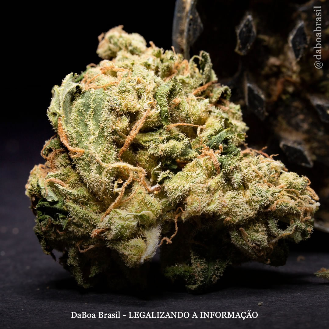 Pessoas que usam maconha têm menos probabilidade de serem obesas, diz estudo