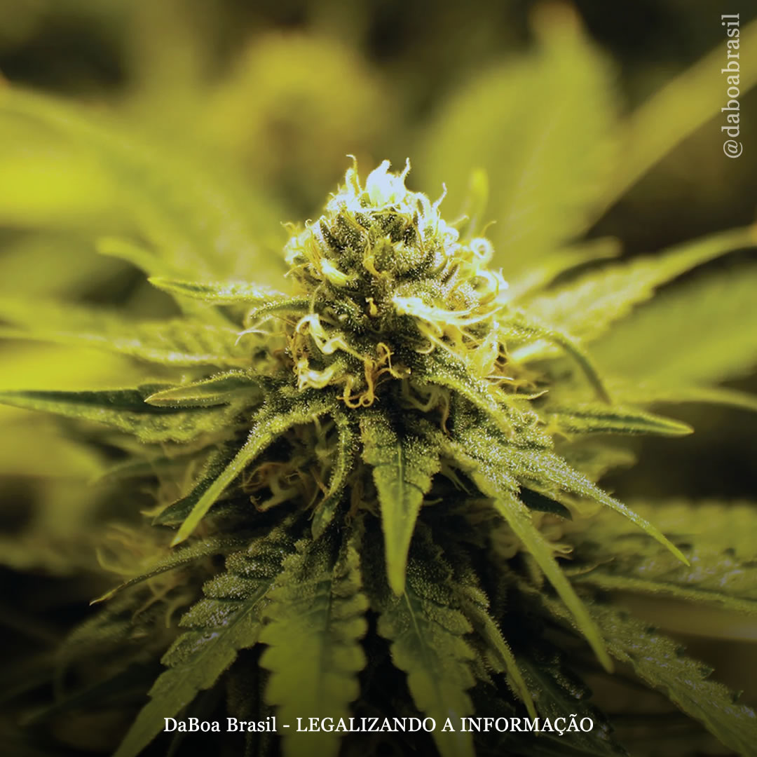 THC: principal composto da maconha tem efeito antienvelhecimento no cérebro, descobre estudo