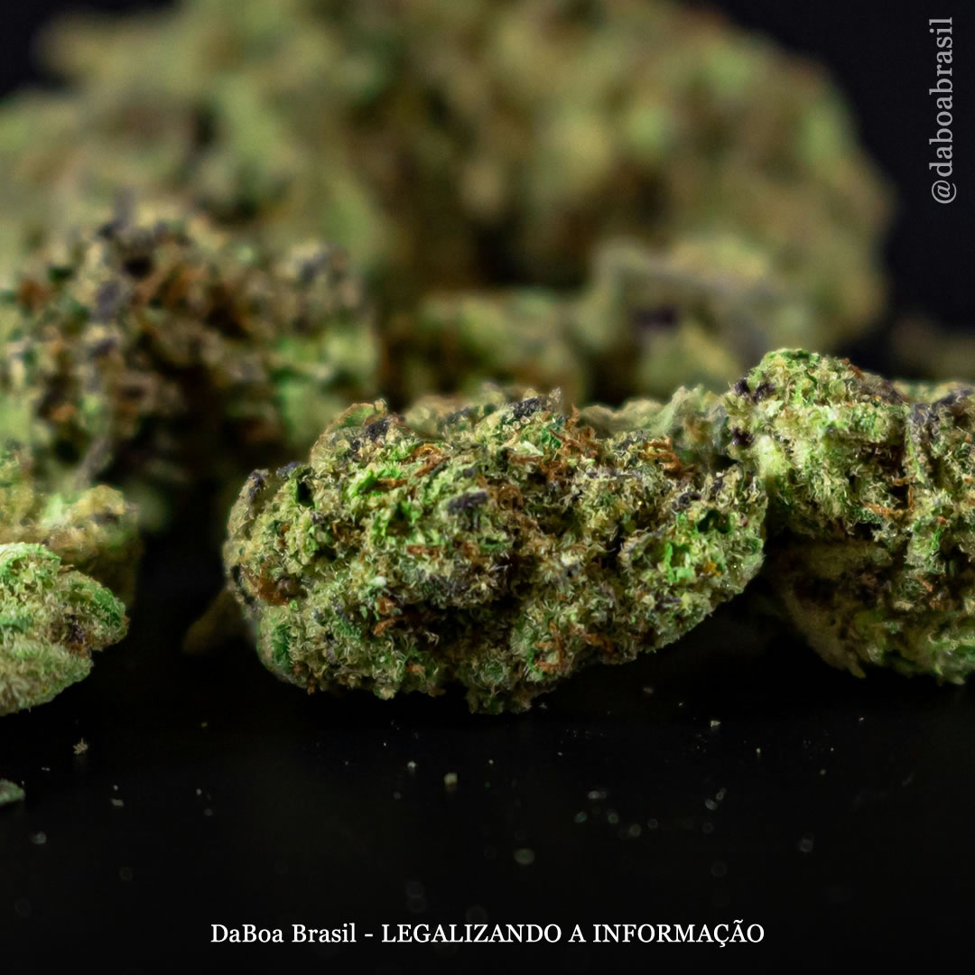 A maconha ajuda pessoas com artrite e outras condições reumáticas a reduzir o uso de opioides e outros medicamentos, diz estudo