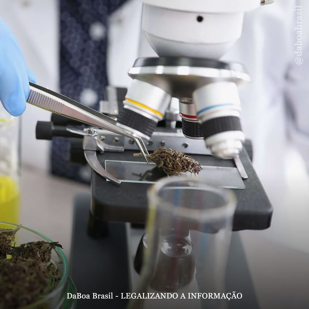 Califórnia (EUA) revoga a licença de mais um laboratório por causa de escândalo de pesticidas em produtos de maconha