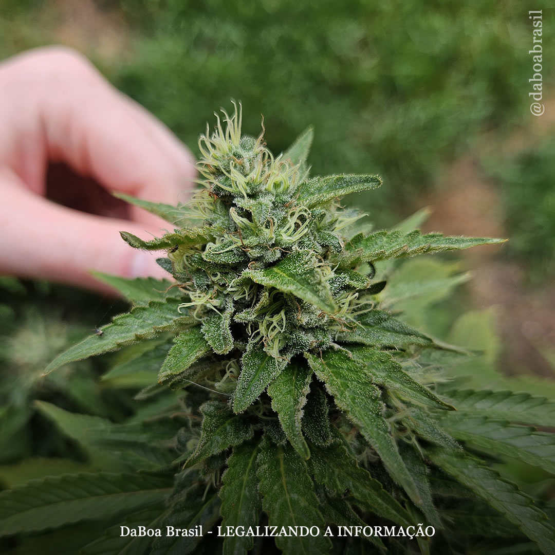 Como a maconha é manuseada após a colheita é importante para a preservação de terpenos e tricomas, mostra estudo