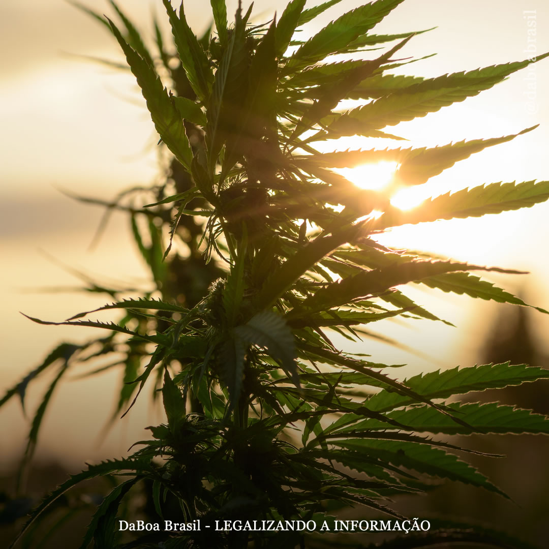 Dicas de cultivo: como proteger as plantas de maconha de altas temperaturas