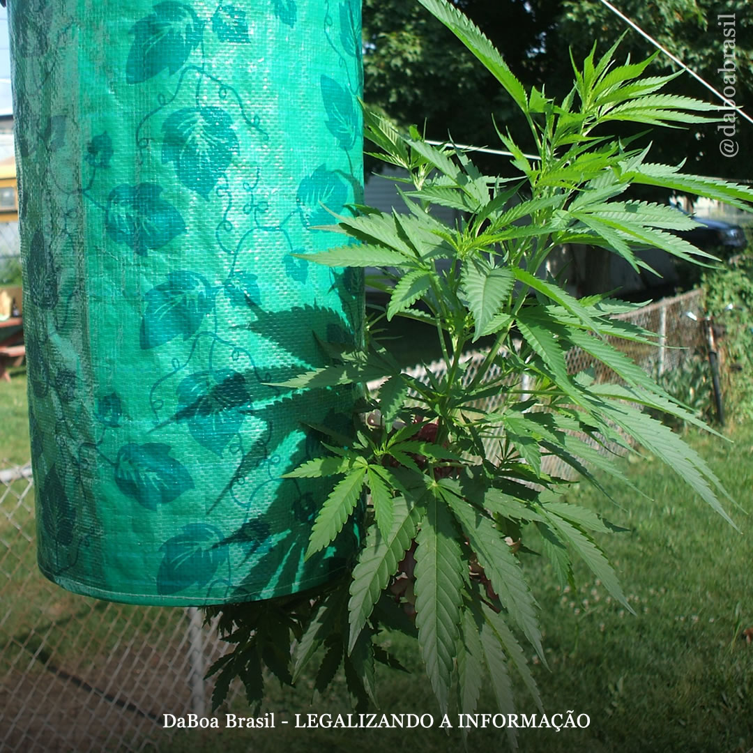 Dicas de cultivo: o que é e como fazer um cultivo invertido de maconha