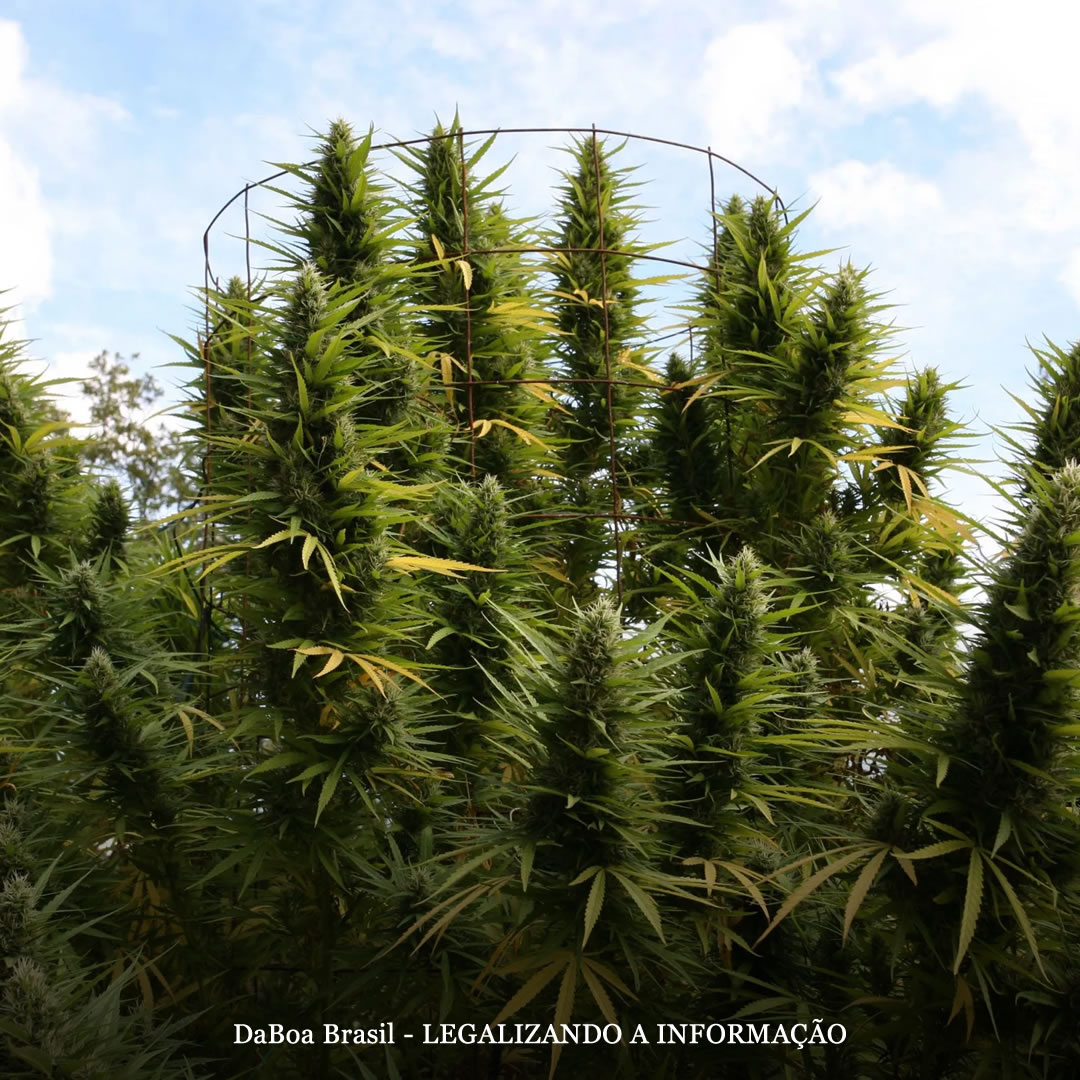 Dicas de cultivo: primavera, a melhor temporada para o cultivo outdoor de maconha