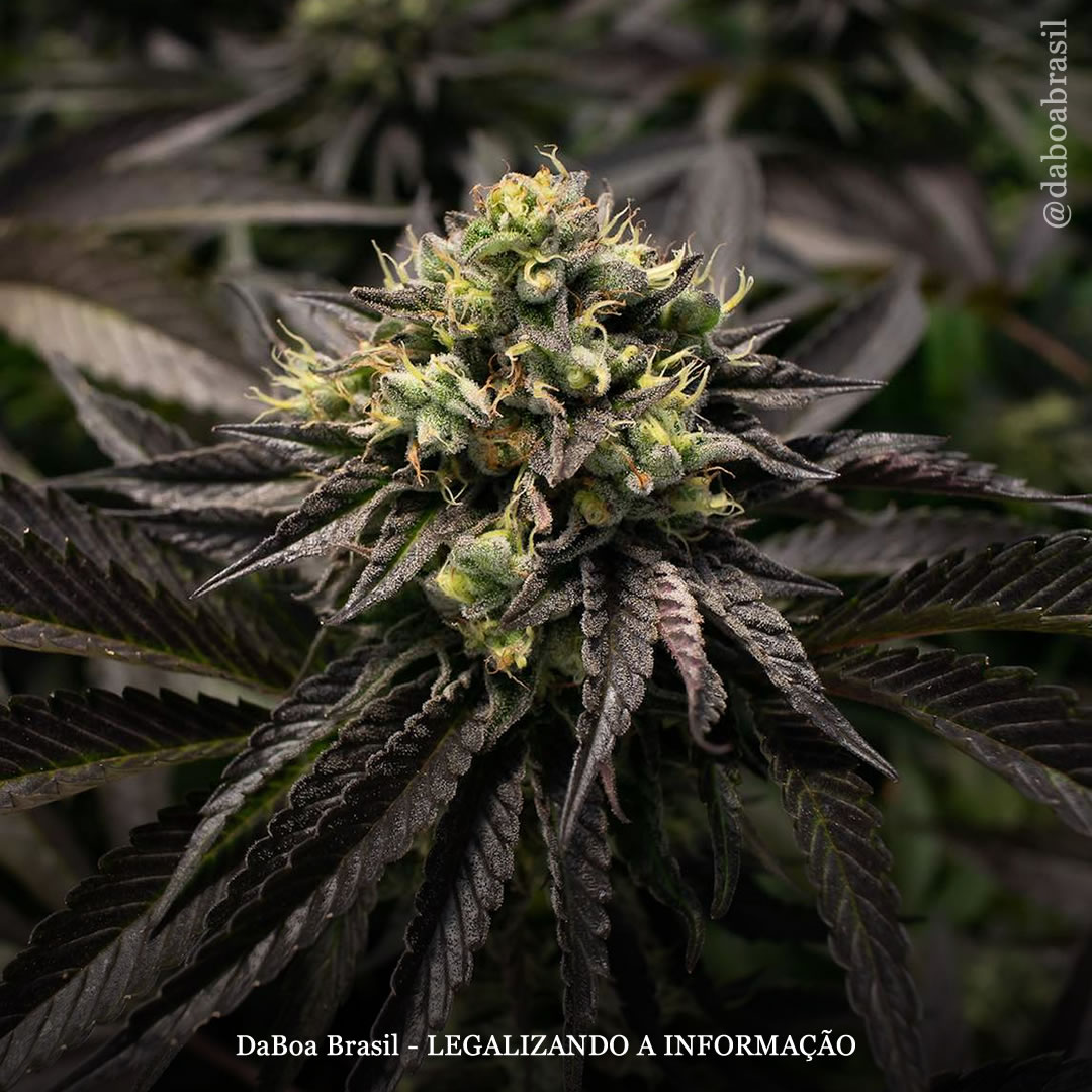 Diversos ambientes da Colômbia cultivam maconha com “compostos incomuns” que podem ter “benefícios terapêuticos únicos”, mostra estudo