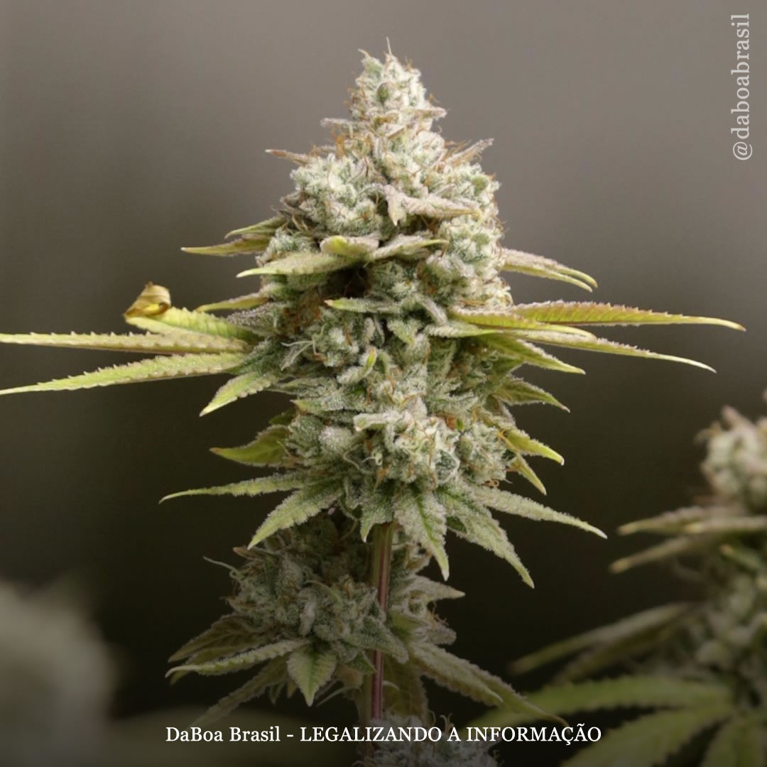 O uso da maconha melhora a qualidade de vida de pacientes com doença de Crohn e colite ulcerativa, diz estudo