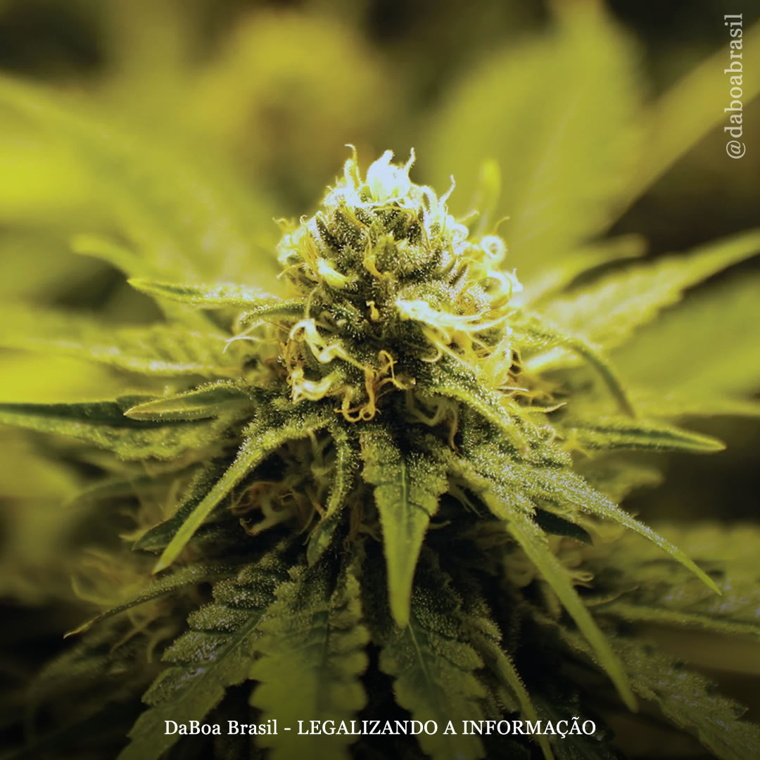 O uso de maconha não afeta a memória de trabalho e outros processos cerebrais, afirma estudo