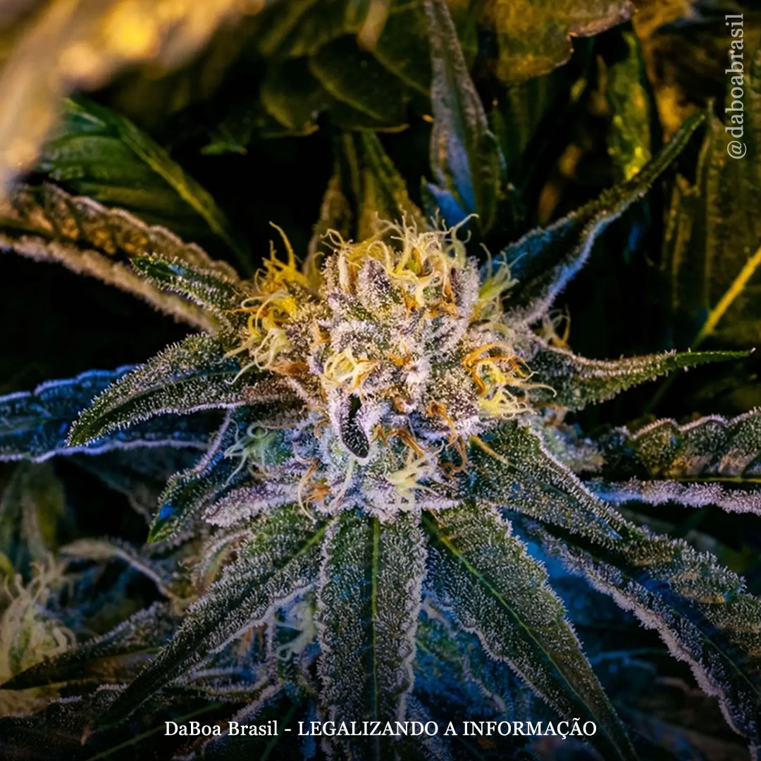 Os terpenos contribuem para o “efeito entourage” da maconha? Novo estudo diz que é “plausível”, mas ainda “não comprovado”