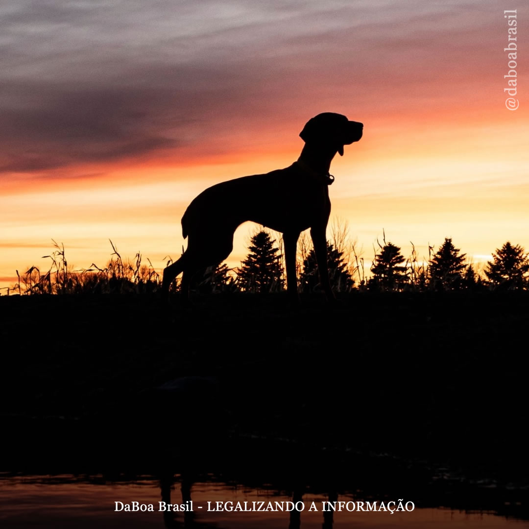 Pesquisadores que deram LSD a um cão para tratar ansiedade de separação dizem que a substância é “segura e eficaz”