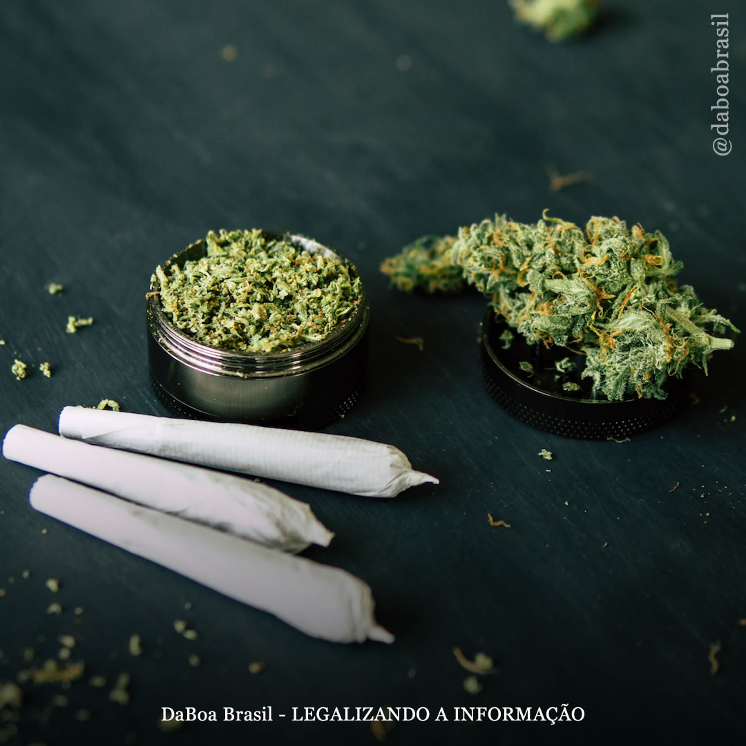 Pessoas que usam maconha têm menos probabilidade de ter infecções graves de COVID, mostra estudo