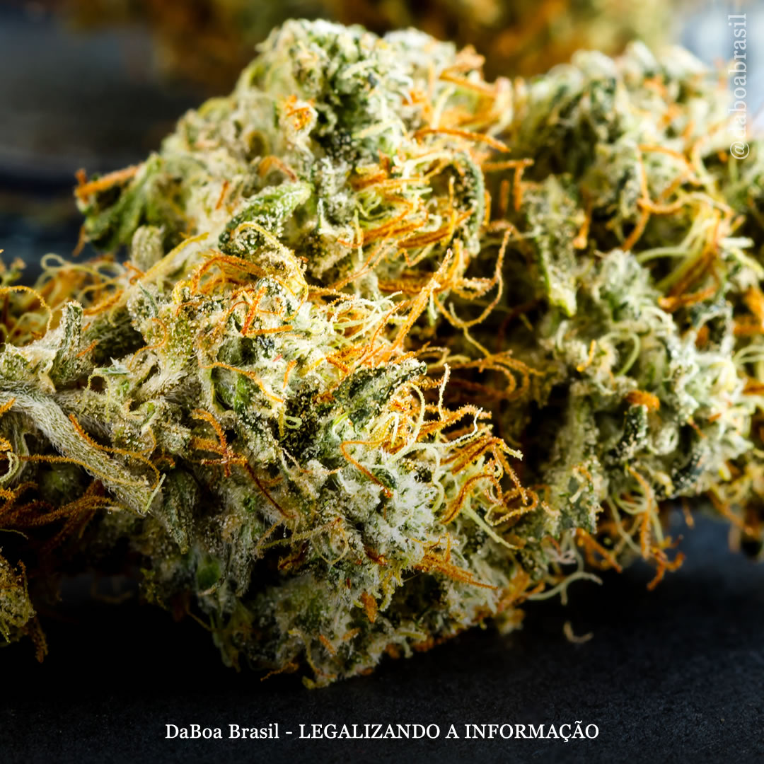 A legalização do uso adulto da maconha está associada a menos hospitalizações entre pessoas com esquizofrenia, mostra estudo