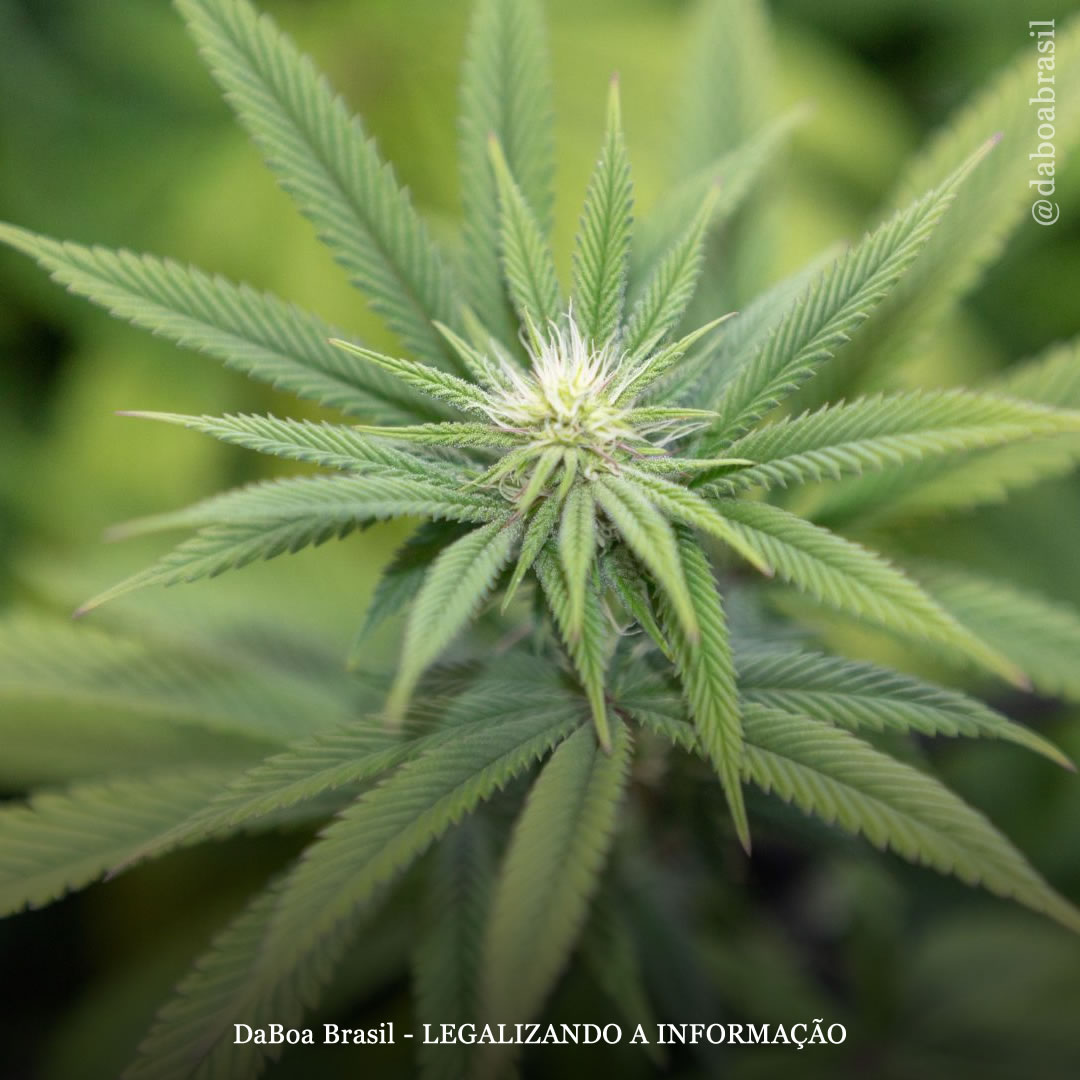 A maconha é uma planta promissora como inseticida para combater insetos que espalham doenças mortais, diz estudo