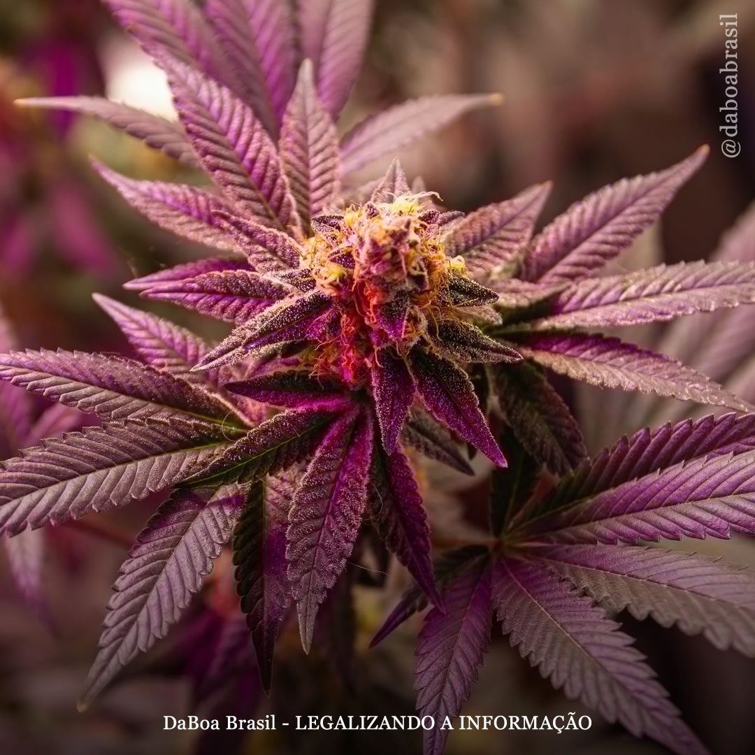 A maconha pode reduzir a pressão alta, de acordo com estudo