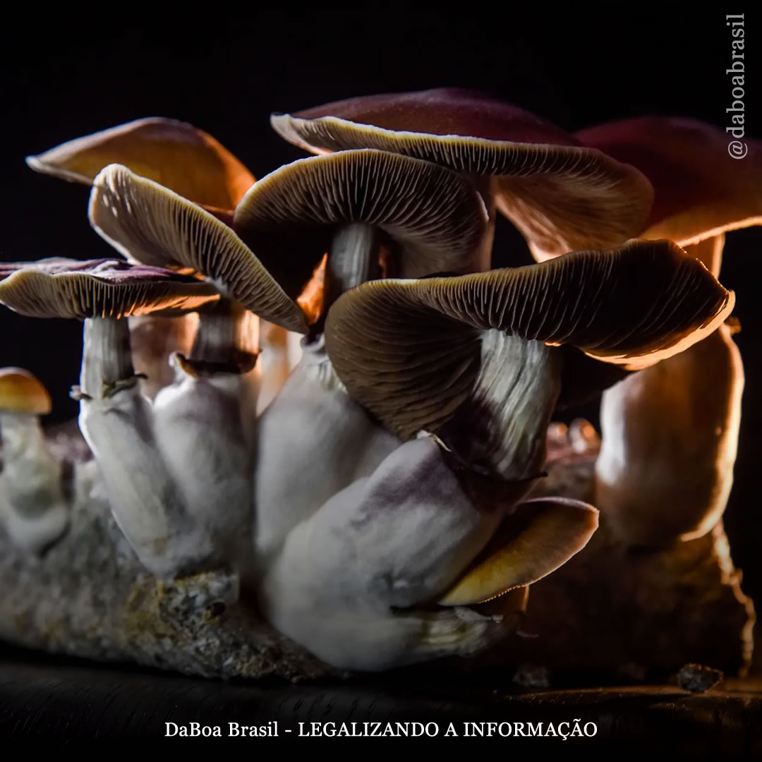 A psilocibina é mais eficaz no tratamento da depressão do que os medicamentos tradicionais, de acordo com estudo