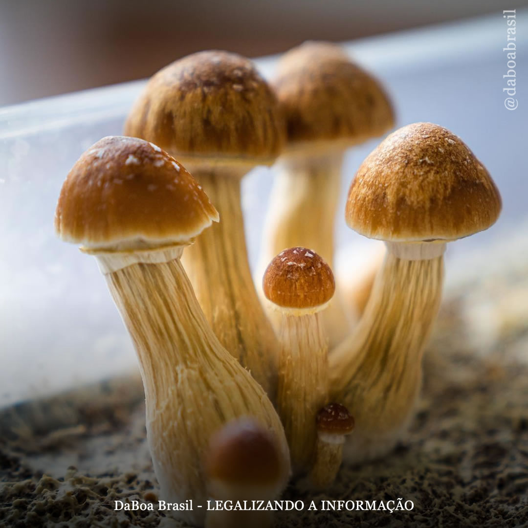 Cogumelos psilocibinos ajudam socorristas a reduzir o estresse e conter o esgotamento ocupacional (burnout), diz estudo