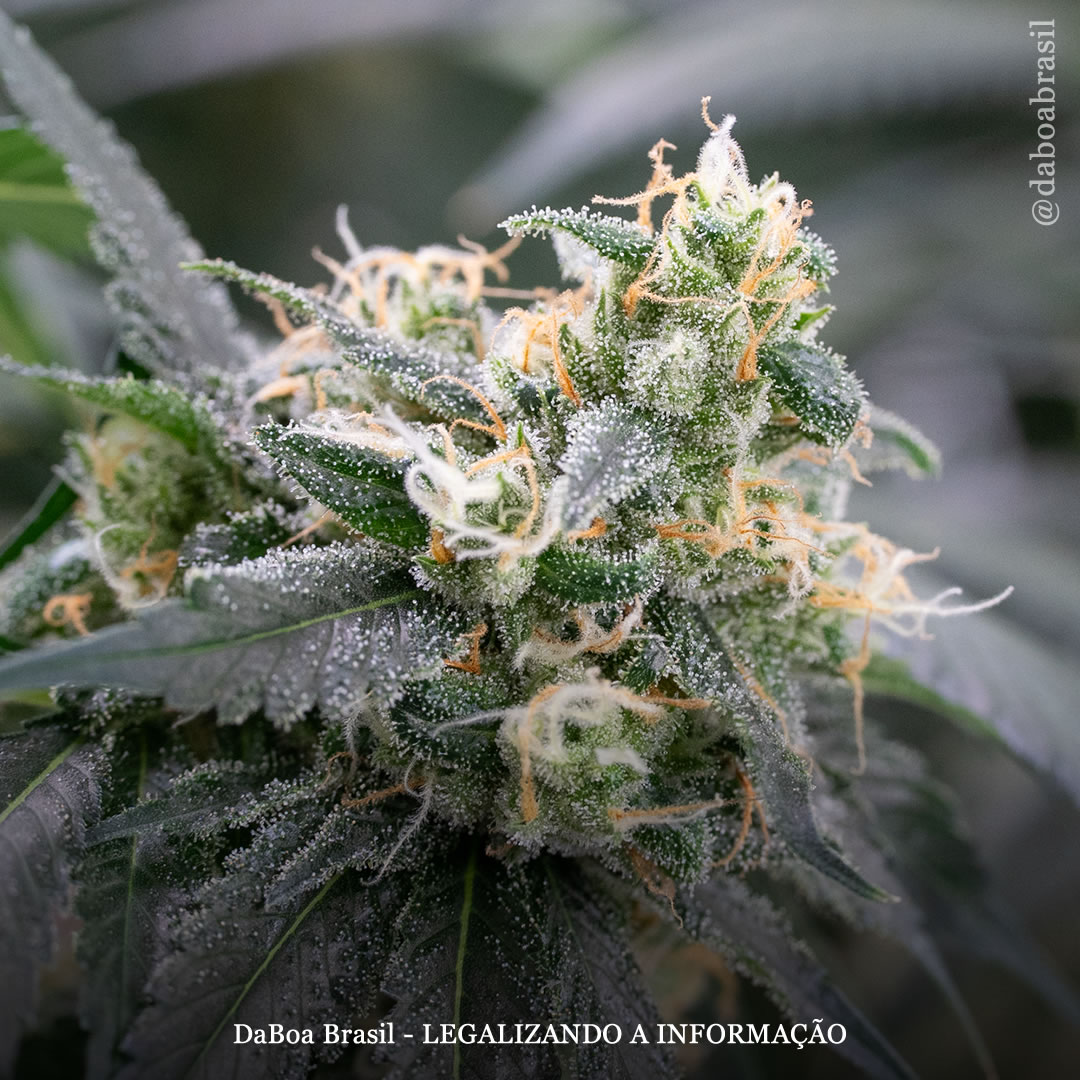 Compostos menos conhecidos da maconha, como CBG e THCV, são tratamentos promissores para Parkinson e Alzheimer, mostra estudo