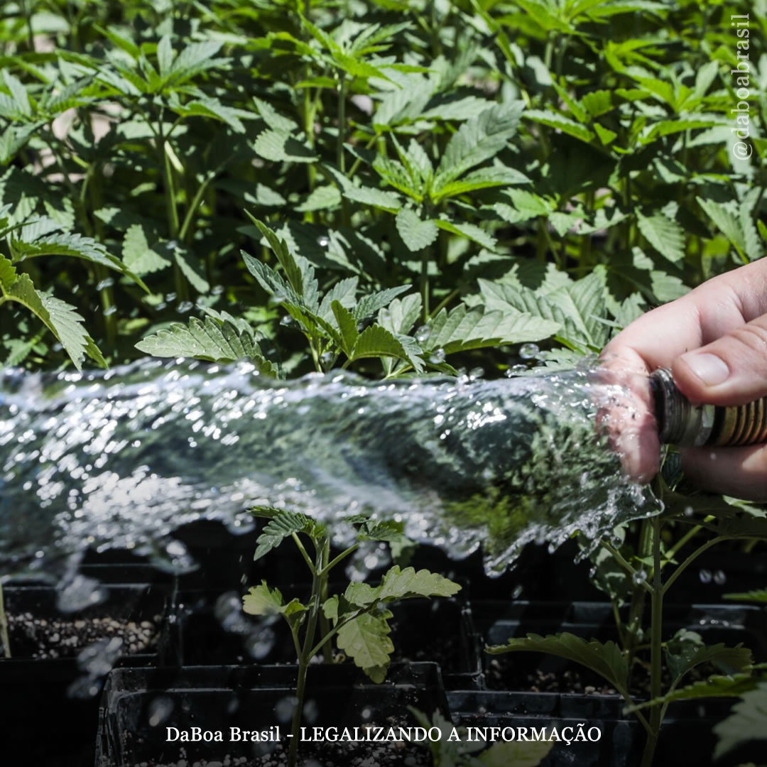 Dicas de cultivo: a água dura e a água mole no cultivo de maconha