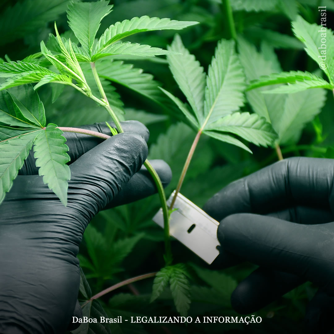 Dicas de cultivo: como selecionar uma planta-mãe no cultivo de maconha