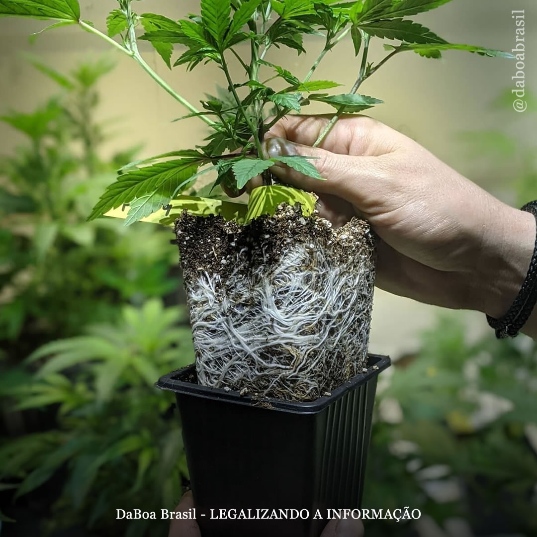 Dicas de cultivo: como transplantar uma planta de maconha corretamente