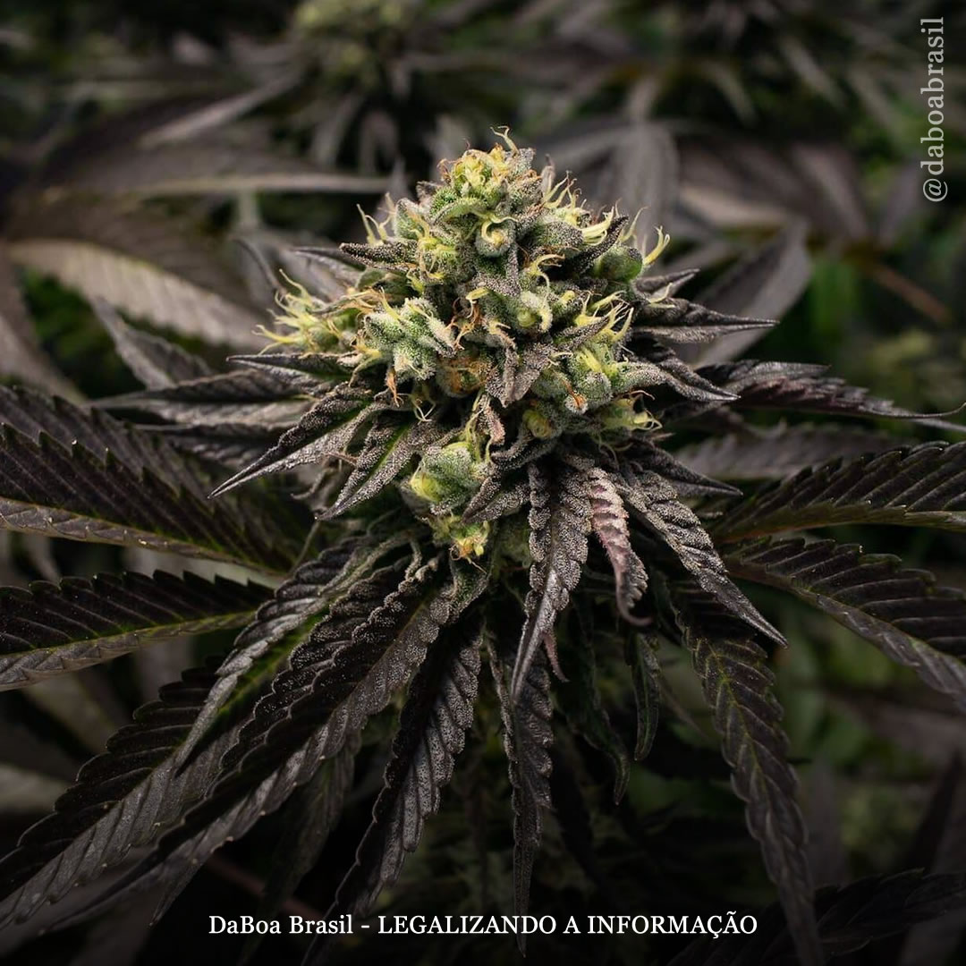 Dicas de cultivo: conselhos para cultivar variedades de maconha autoflorescentes