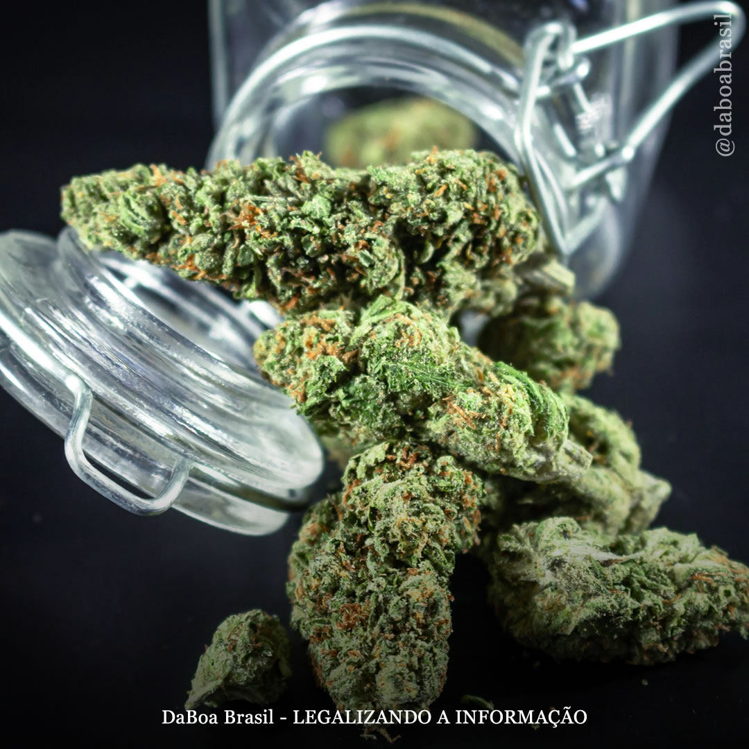 EUA: a maioria das pessoas não confia no governo ou em médicos para obter informações sobre a maconha, mostra estudo