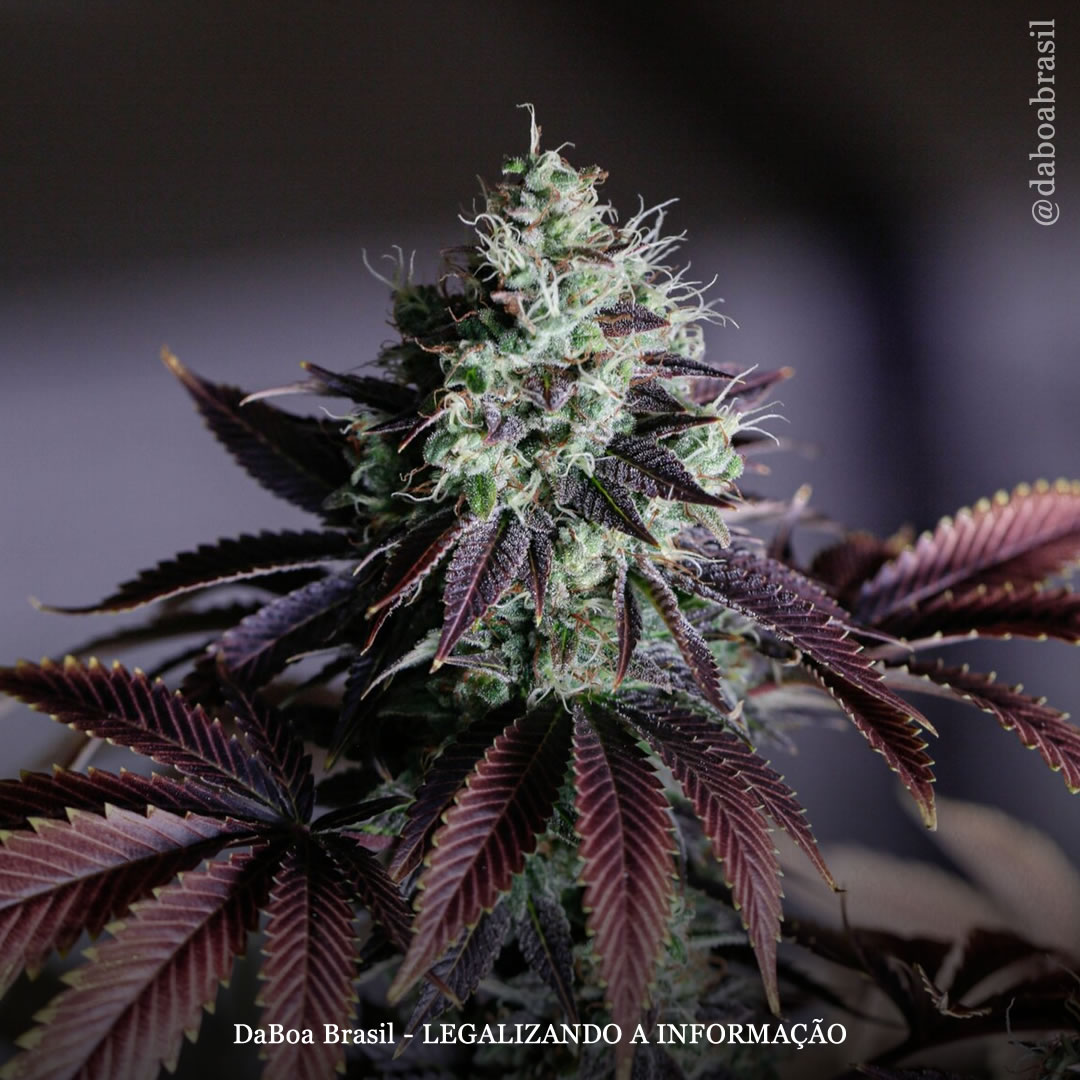 Leis de acesso à maconha estão associadas à redução do uso de benzodiazepínicos, diz estudo