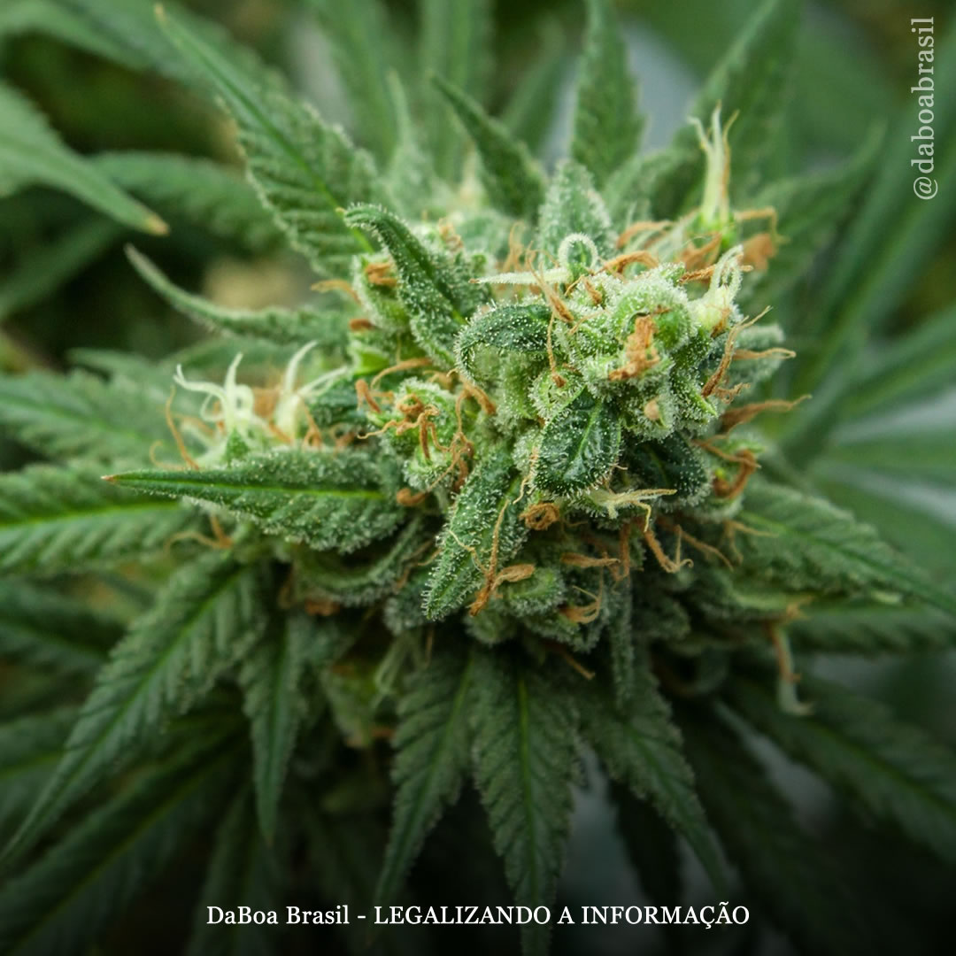 O uso da maconha melhora a dor crônica e os sintomas de saúde mental, ao mesmo tempo em que reduz o uso de medicamentos prescritos, diz estudo