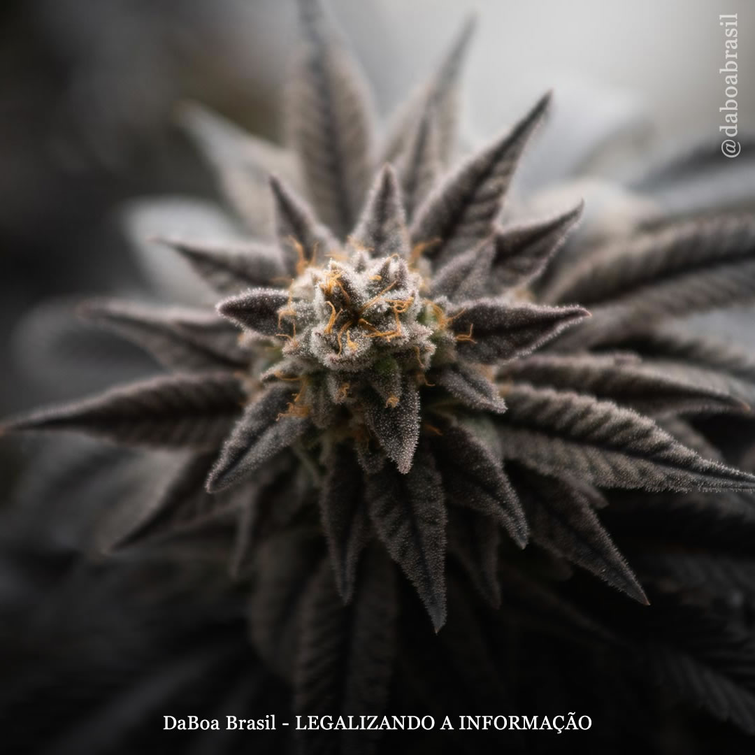 Óleo de maconha pode ajudar a curar feridas na pele criando “um ambiente mais propício para a regeneração do tecido”, diz estudo