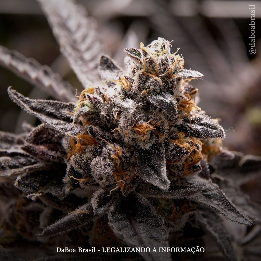 Pessoas com histórico de uso de maconha têm menos probabilidade de usar opioides após cirurgia lombar, diz estudo