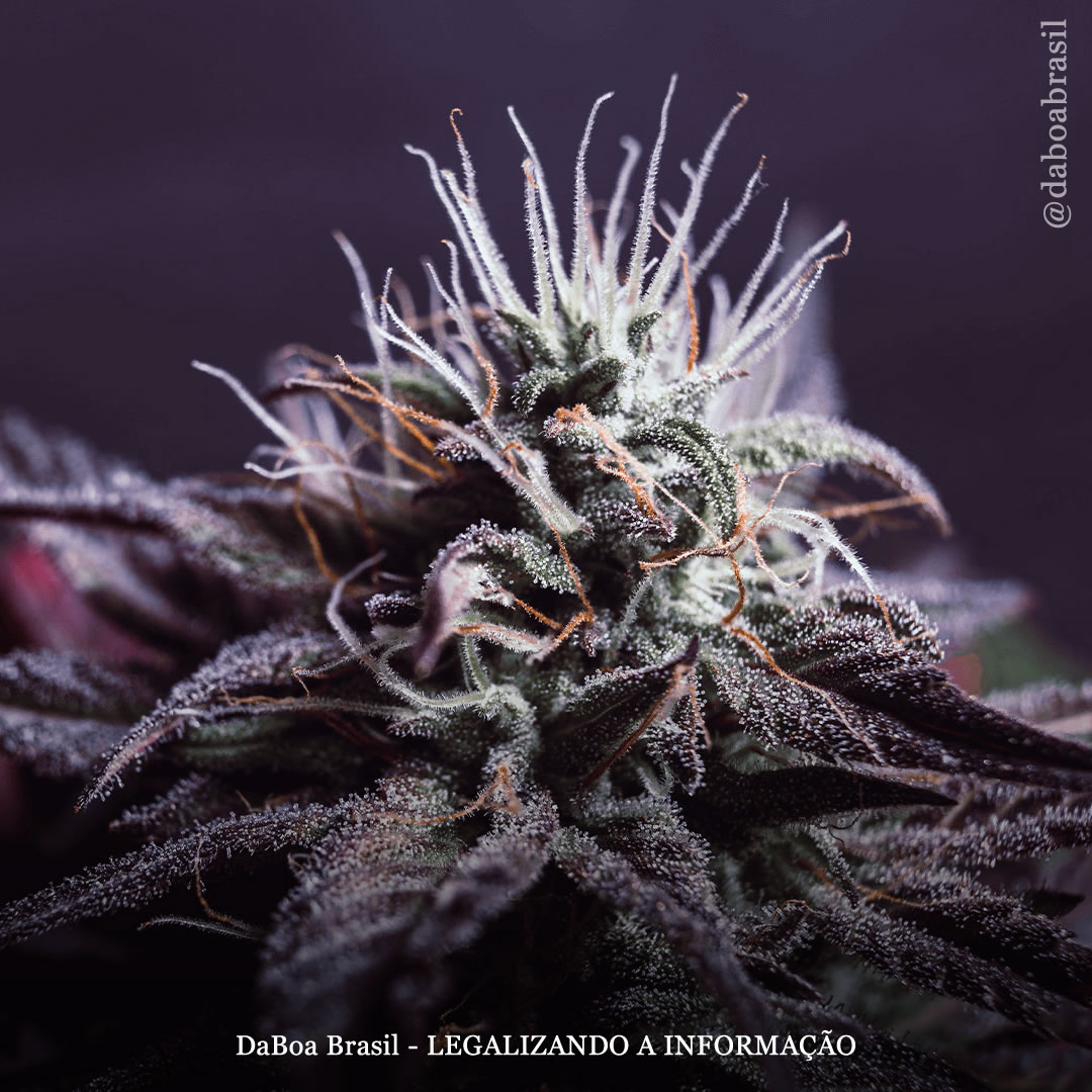 A maconha proporciona melhorias sustentadas na qualidade de vida relacionada à saúde em pacientes com dor crônica, diz estudo