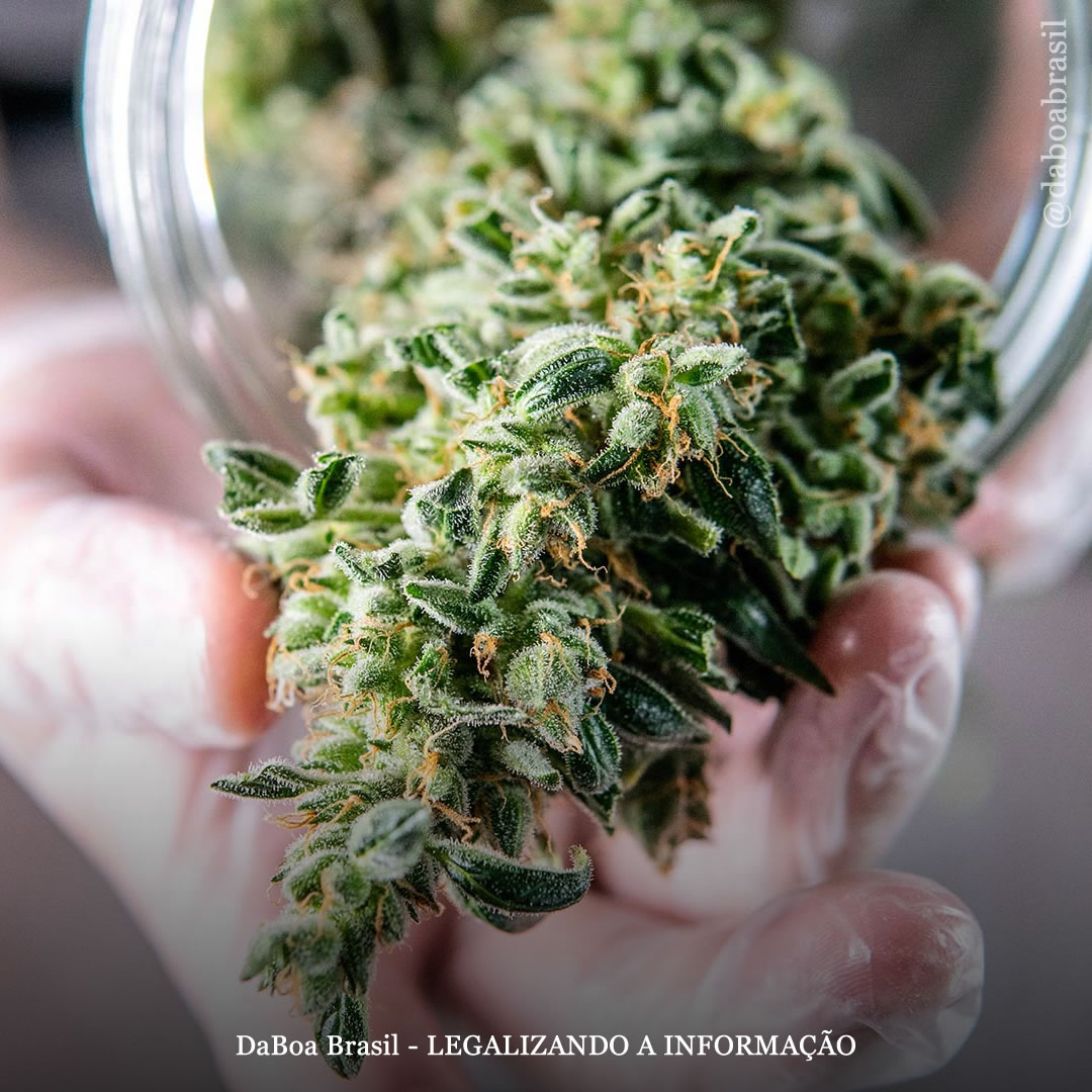 A maconha tem “grande potencial” para tratar o transtorno do uso de opioides, diz estudo, prevendo que se tornará mais comum no tratamento