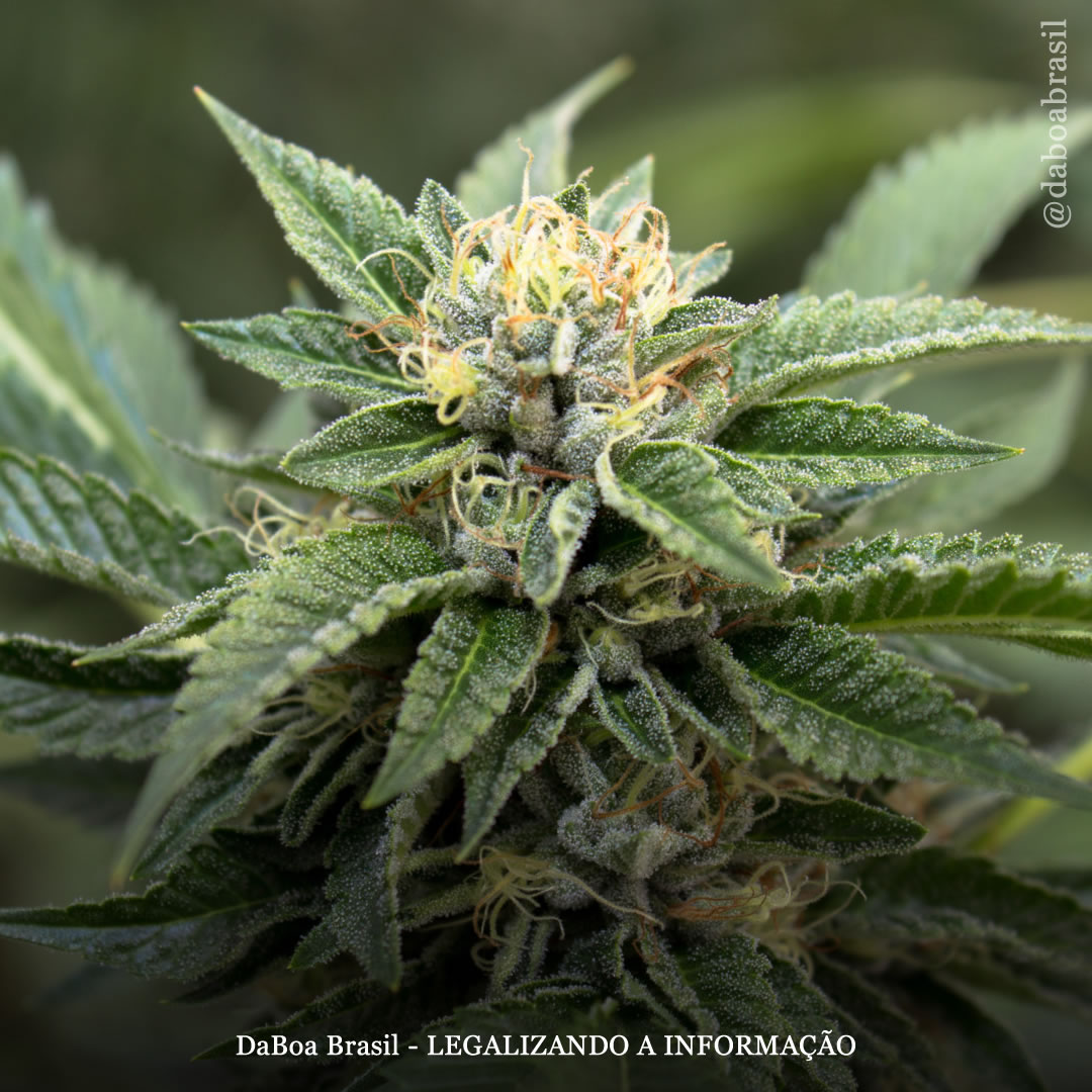 CBG: composto da maconha é um “agente terapêutico promissor” com potencial para tratar câncer e dor, diz estudo