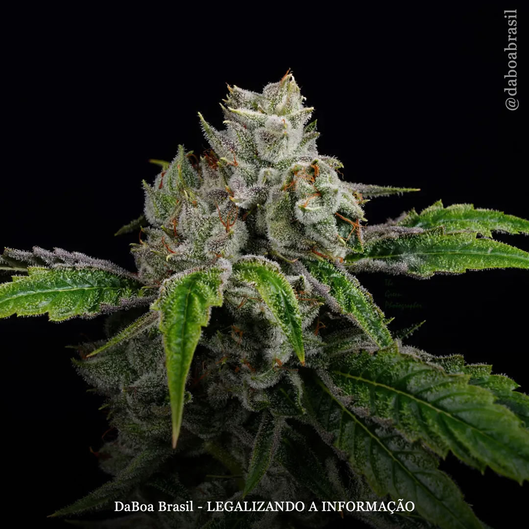 Compostos da maconha: canflavina, um flavonoide exclusivo da cannabis