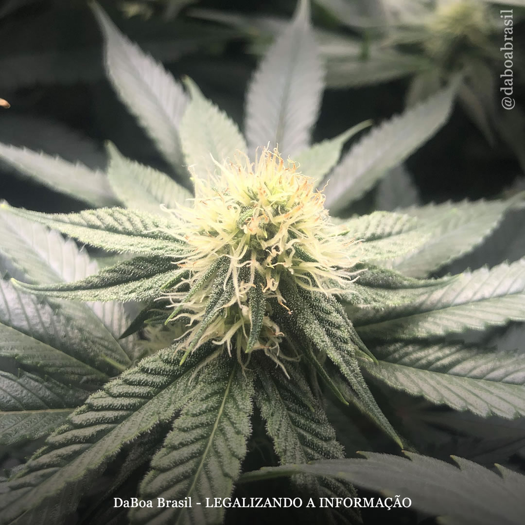 Dica de cultivo: como funciona a técnica de retrocruzamento em plantas de maconha