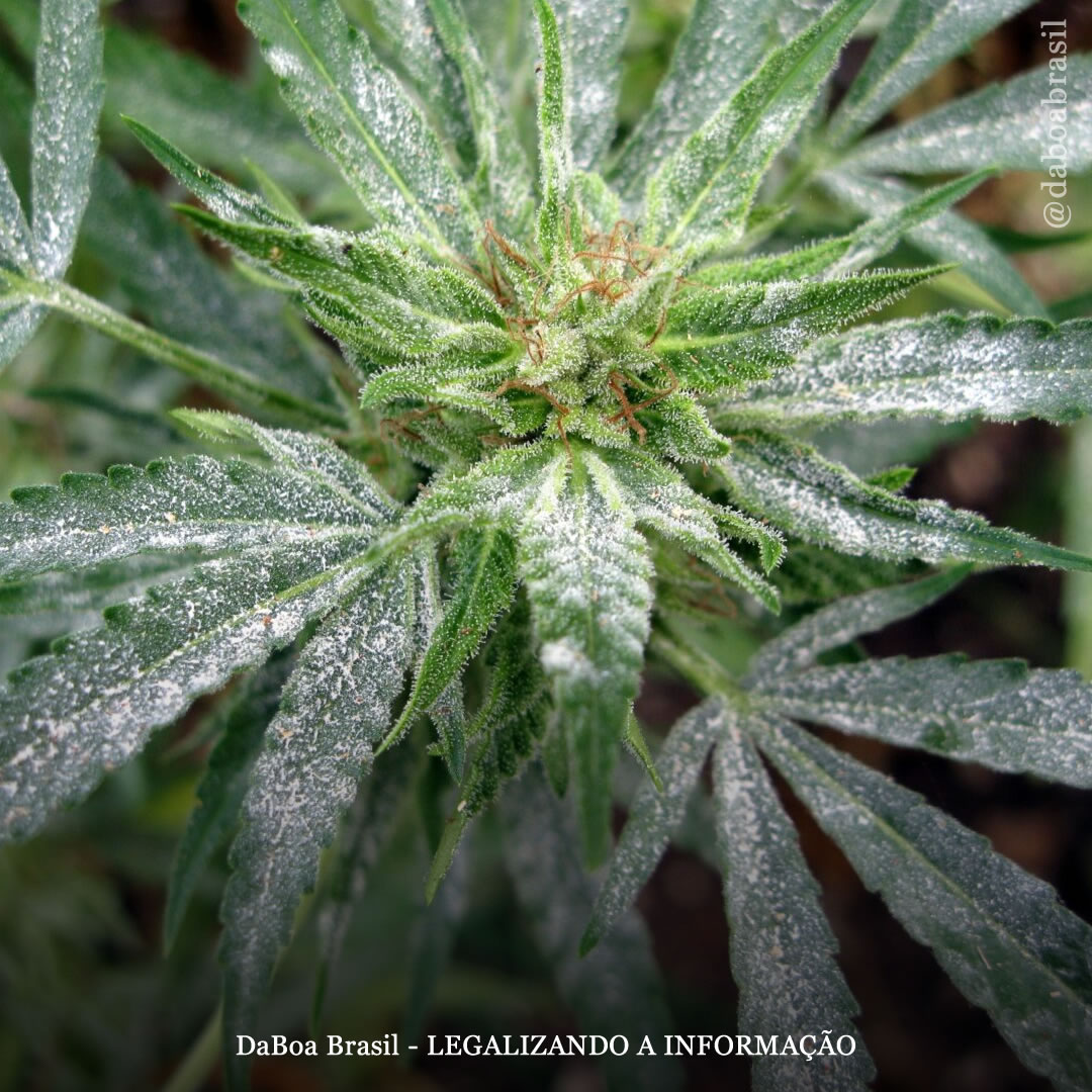 Dicas de cultivo: como detectar, prevenir e tratar o oídio nas plantas de maconha