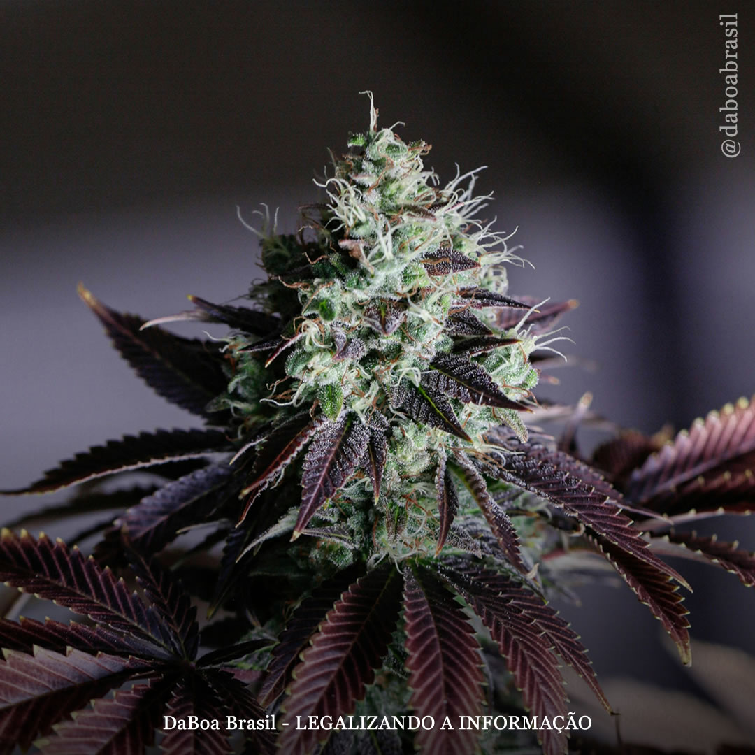 Dicas de cultivo: crie e preserve suas próprias genéticas de maconha