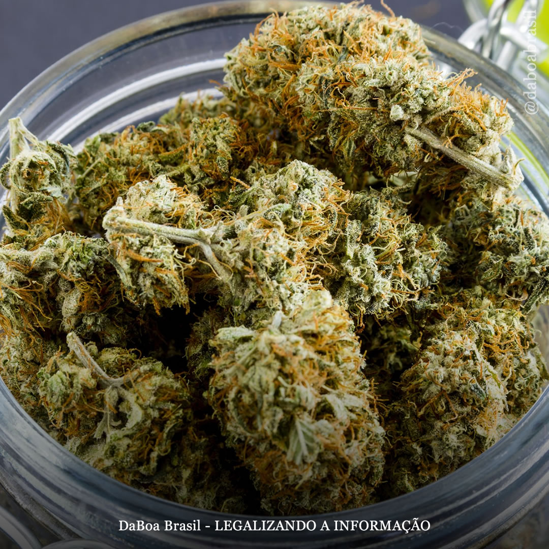 EUA: começam as vendas de maconha para uso adulto no Arizona