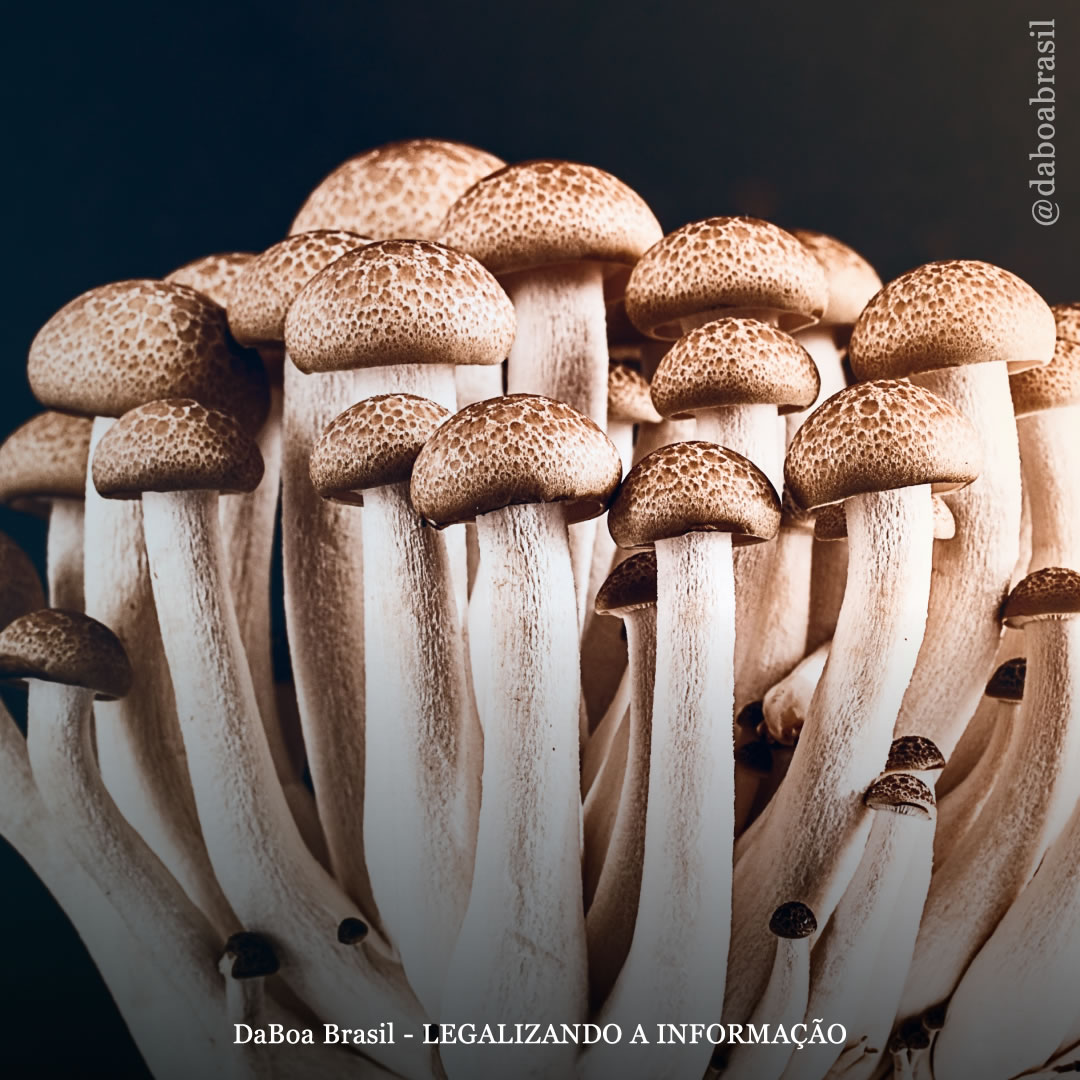 Experiências naturais com cogumelos psicodélicos são “mais vivas e vibrantes” do que viagens com psilocibina sintética, diz estudo