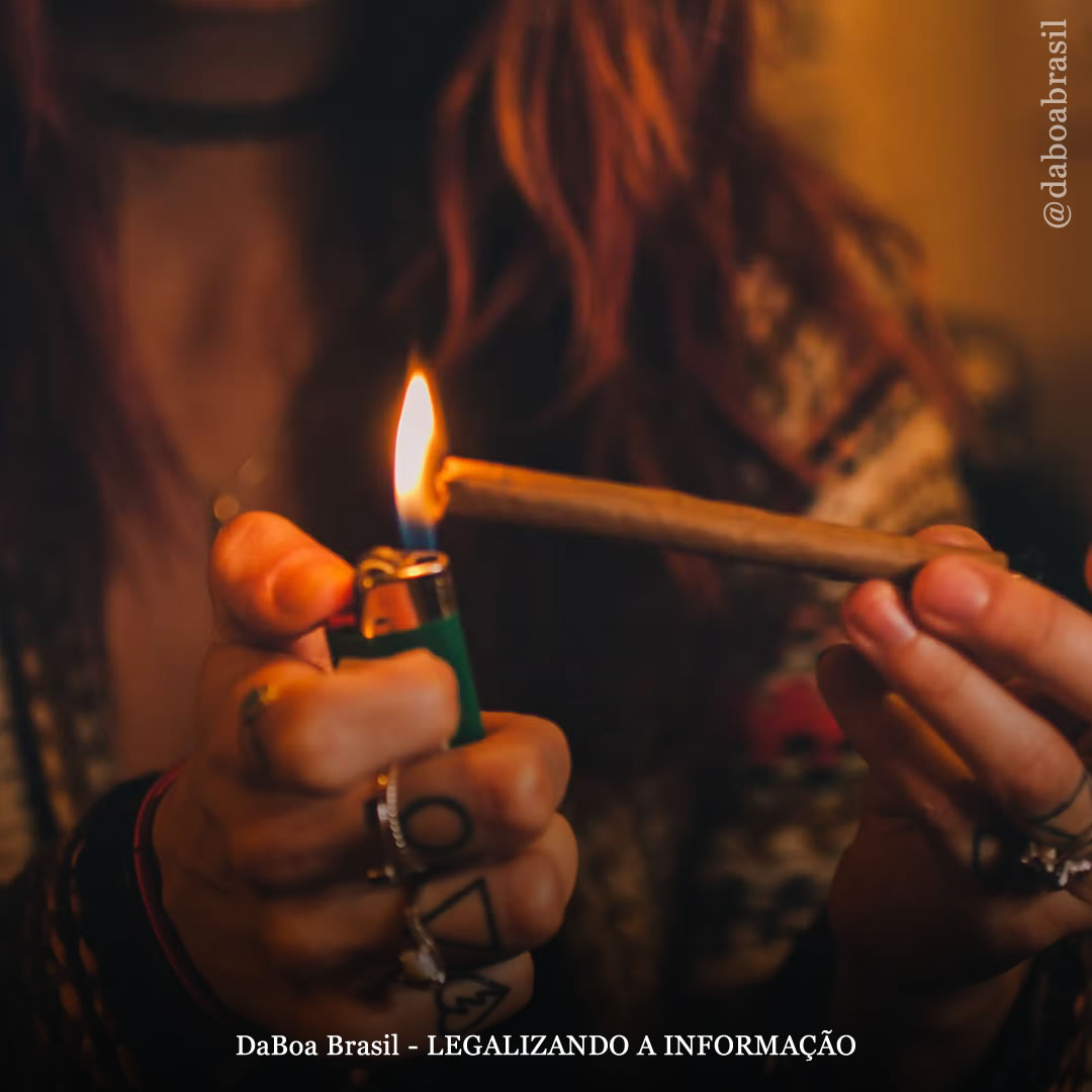 O uso de maconha está associado ao menor consumo de álcool, opioides e outras drogas, revela novo estudo