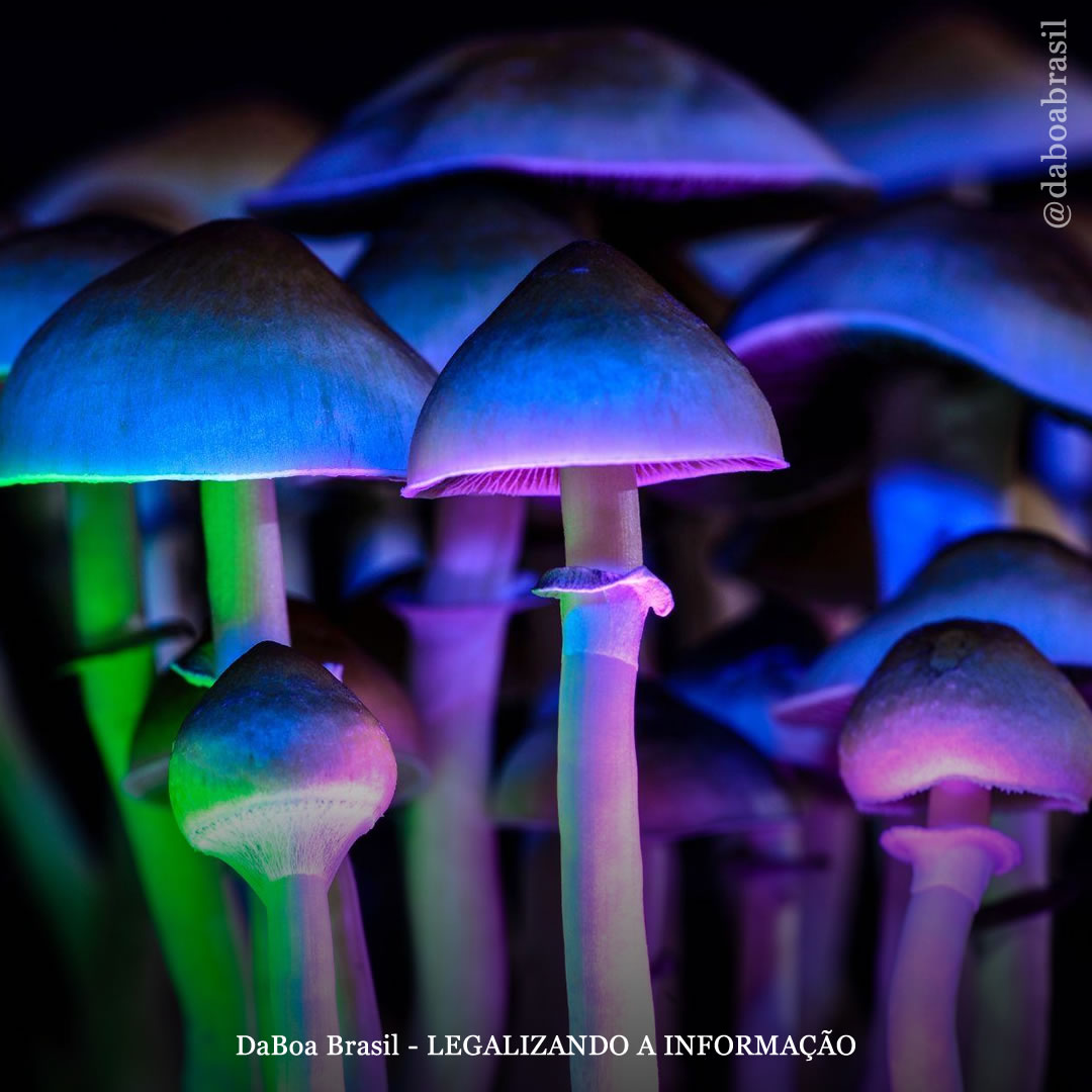 Psicodélicos podem ajudar as pessoas a parar de fumar tabaco, conclui revisão científica