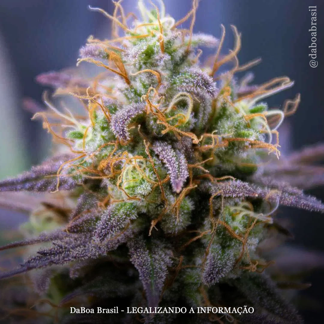 Química da maconha: conheça os compostos voláteis de enxofre