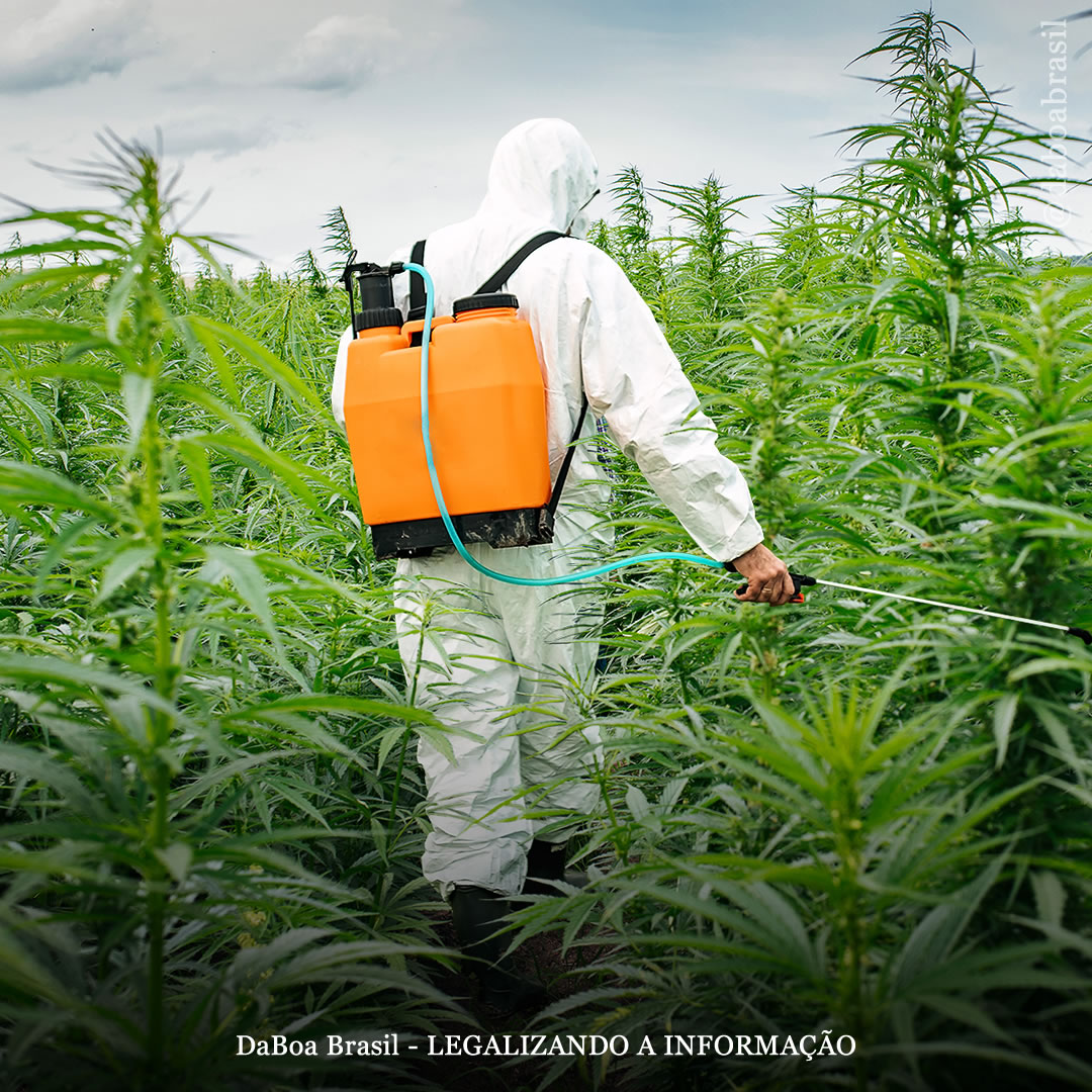 STJ autoriza importação de sementes e o plantio de cânhamo, mas só quem ganha é a indústria farmacêutica