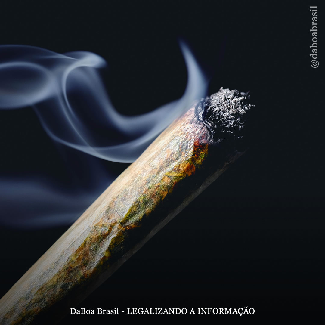 Uso de maconha ao longo da vida não está associado a risco elevado de hipertensão, de acordo com análise