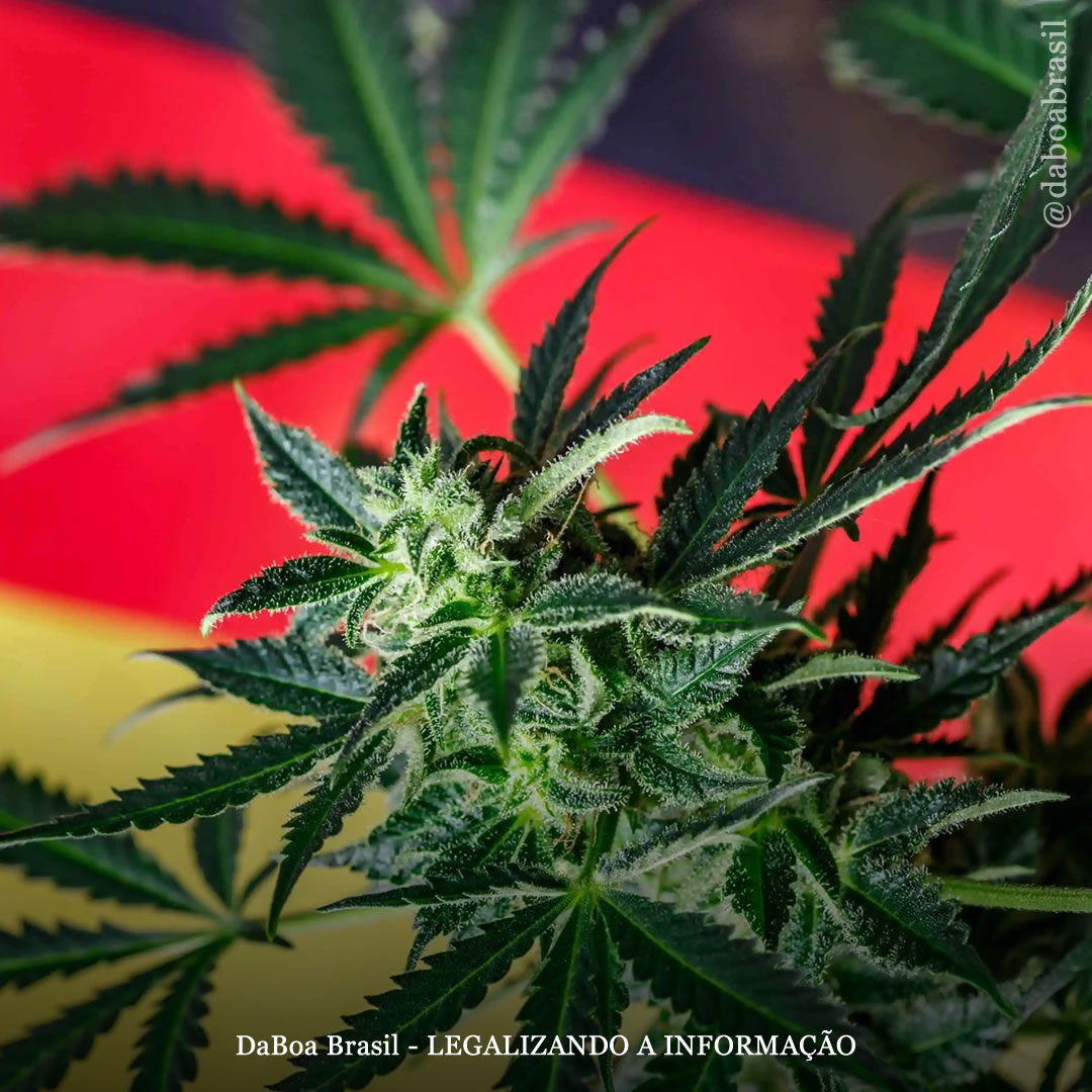 Alemanha aprova regras que, para fins de pesquisa, permitem programas piloto de vendas de maconha para adultos