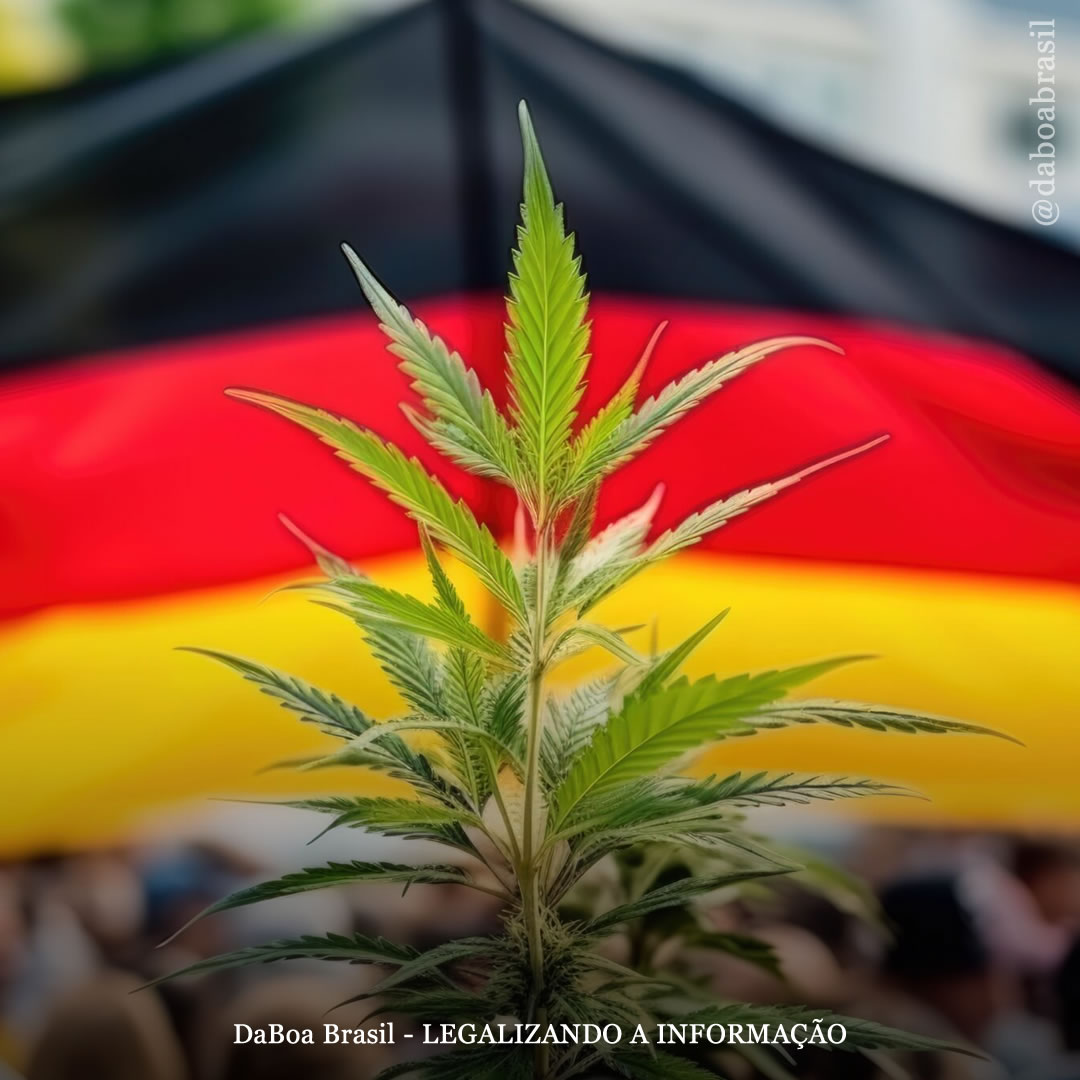 Alemanha: legalização do uso adulto da maconha em risco, enquanto pesquisa mostra que a maioria dos alemães apoiam a lei