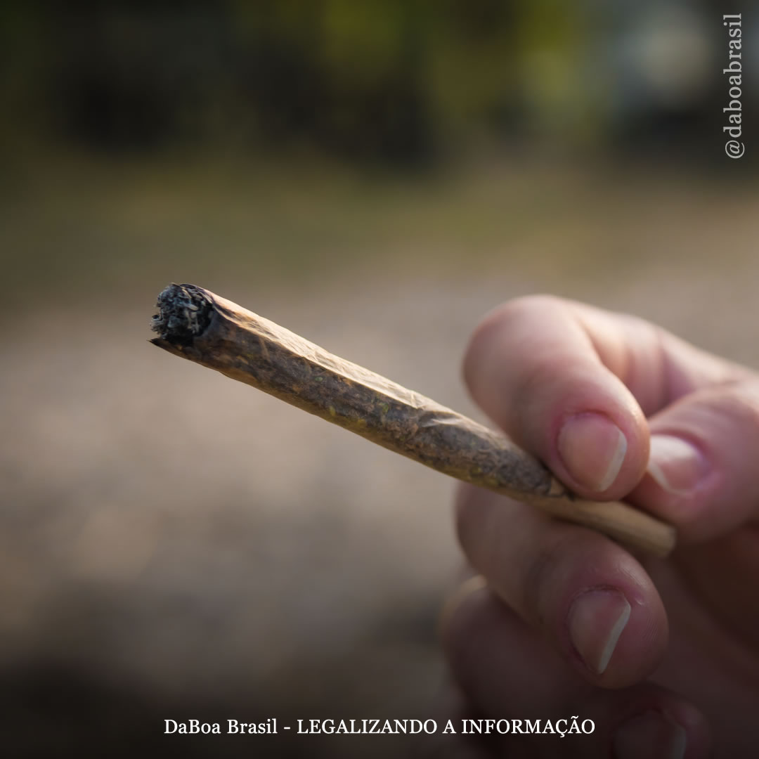 Austrália: preços mais altos de cigarros levam adultos mais velhos a recorrer à maconha