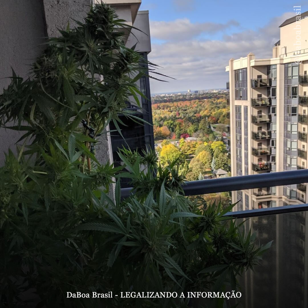 Dicas de cultivo: como cultivar plantas autoflorescentes em terraços e varandas