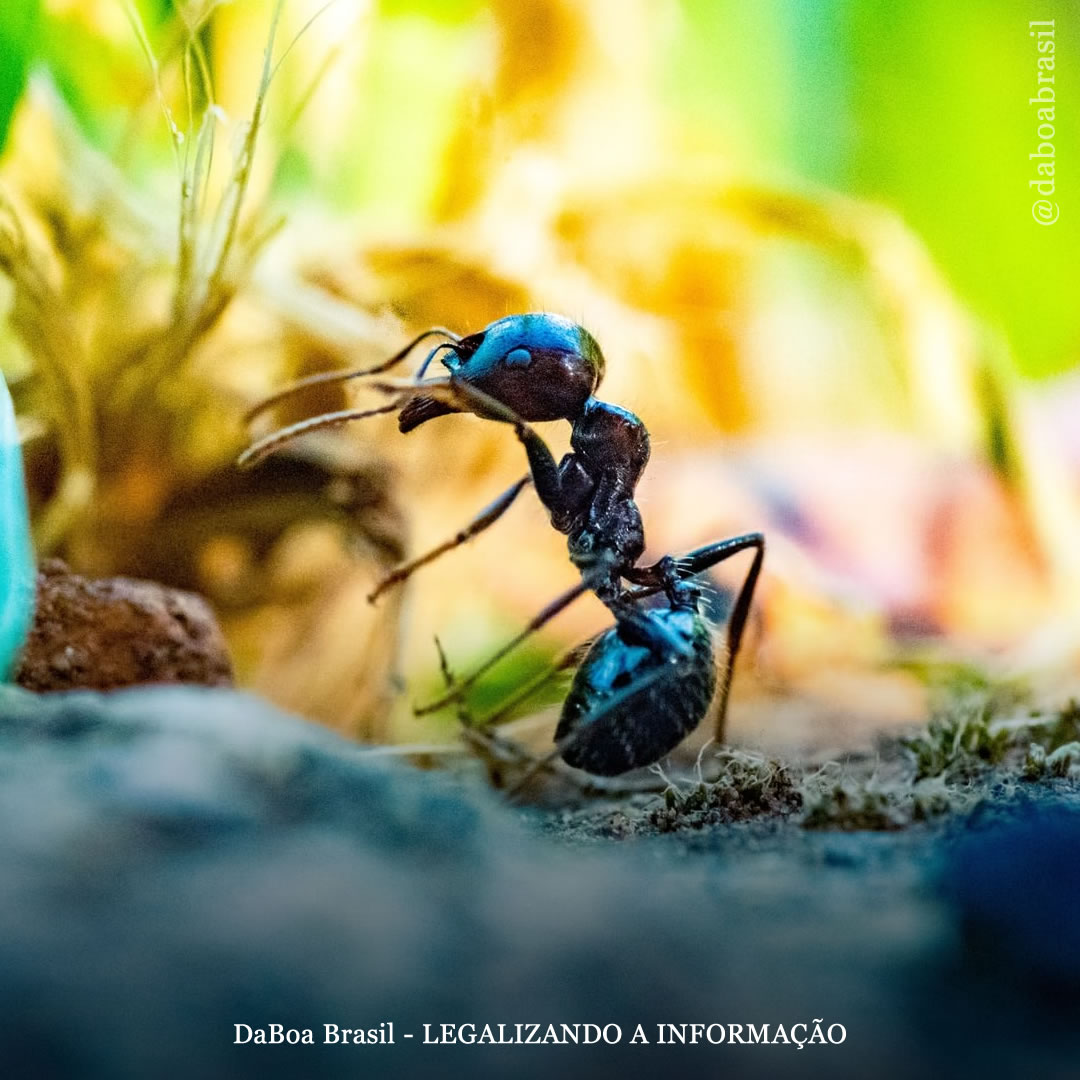 Dicas de cultivo: como eliminar formigas das suas plantas de maconha