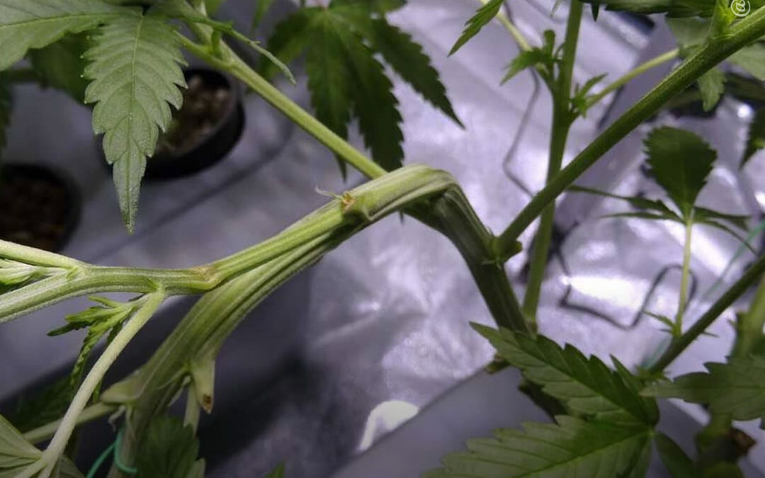 Dicas de cultivo: o que é e como fazer a técnica de cultivo Super Cropping